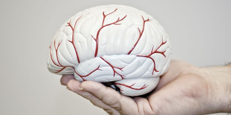 پاتوفیزیولوژی ایسکمیک در سکته مغزی حاد: نقش نوروپلاستیسیتی در بازیابی عملکردی